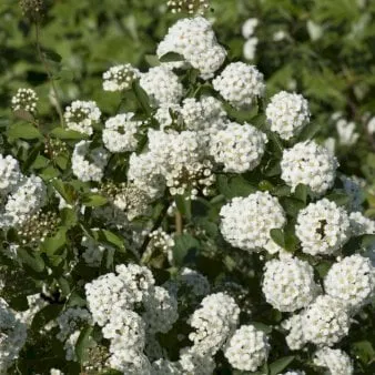 Brautspiere